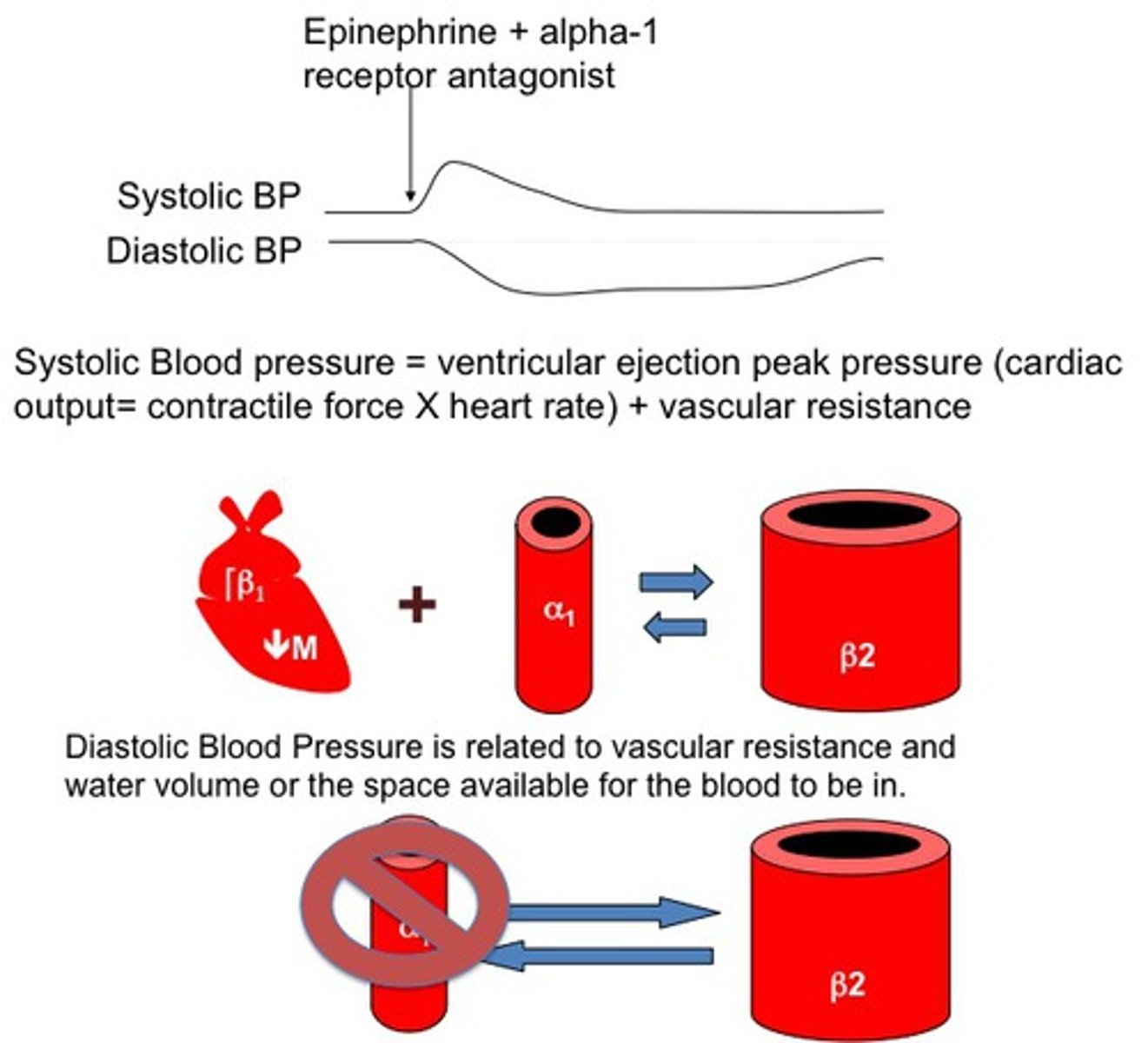 <p>Pertaining to nerves that release the neurotransmitter norepinephrine, or noradrenaline (such as adrenergic nerves, adrenergic response). The term also pertains to the receptors acted on by norepinephrine, that is, the adrenergic receptors.</p>