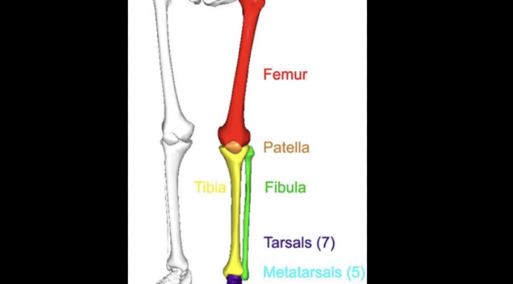 <p>Larger lower leg bone</p>