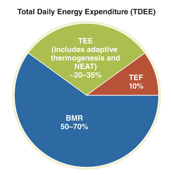 <ul><li><p>Varies for each individual based on:</p><ul><li><p>basal metabolic rate (BMR)</p></li><li><p>thermic effect of exercise (TEE)</p></li><li><p>thermic effect of food (TEF)</p></li><li><p>adaptive thermogenesis</p></li></ul></li></ul><p></p>