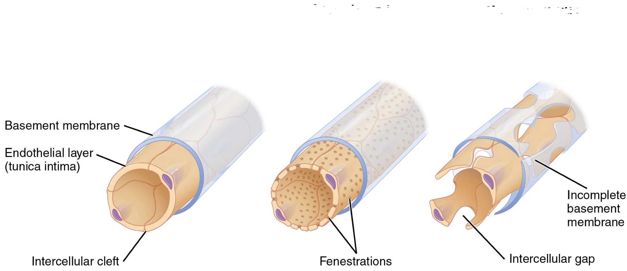 <p>Identify the Structure(s) </p>