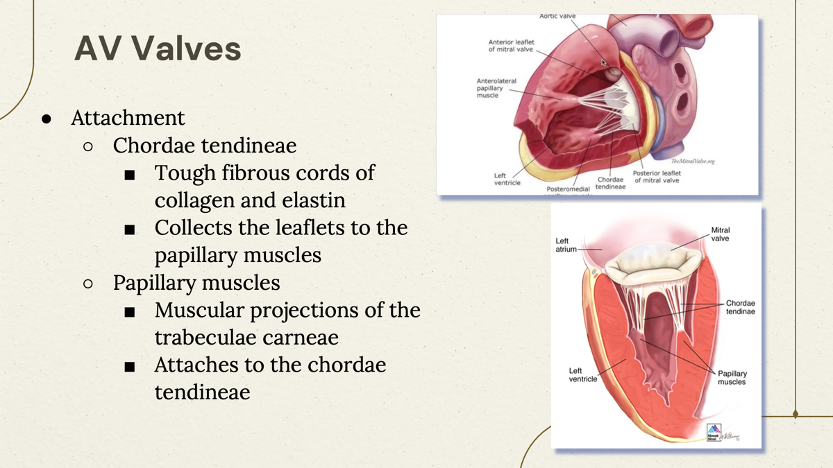 <p>Chordae tendineae- tough fibrous cords. </p><p>Papillary muscles- muscular projections.   </p>