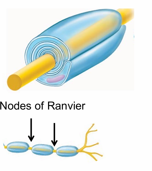 <ul><li><p>Schwann cells</p></li><li><p>Oligodendrocytes</p></li></ul><p></p>
