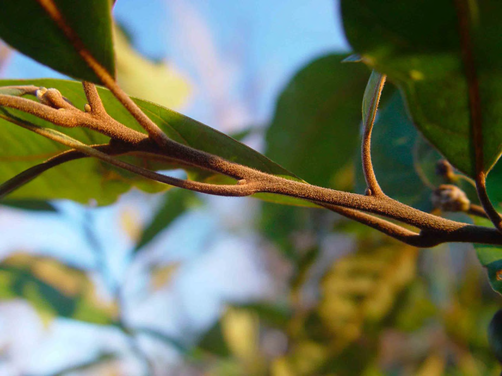 <p>•</p><p>Lauraceae</p><p>•</p><p>Prefers, but not estricted to moist areas</p><p>•</p><p>Similar to Persea borbonia</p><p>•</p><p>Key Characters:</p><p>•</p><p>Rusty pubescence on twigs and midribs</p><p>•</p><p>Evergreen</p><p>•</p><p>Galls on leaves</p><p>•</p><p>Spicy scent</p>