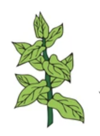 <p>Leaf Arrangement</p>