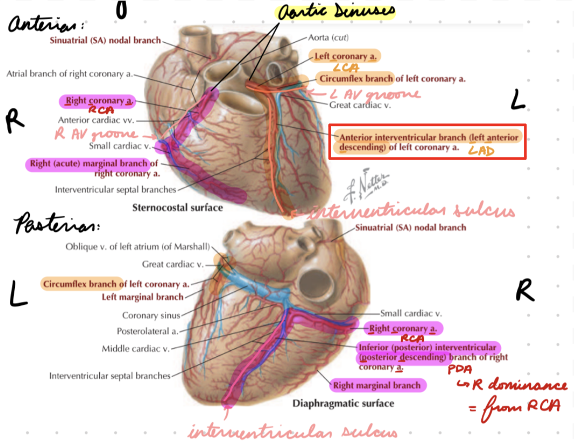 <p>In anterior interventricular sulcus (between ventricles)</p>