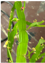 <p>____________ - flattened stem resembling leaves (<span style="background-color: transparent;"><em>Homalocladium platycladum)</em></span></p>