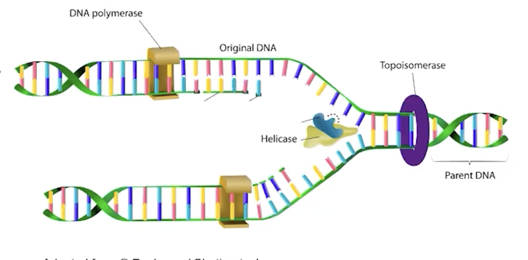 <p><strong>helicase:</strong> unwinds the dna</p><p><strong>primase:</strong> synthesizes short RNA primers (starting from 3’ on the template strand, strands are antiparallel so at that spot the other strand is 5’) that provide starting points for DNA synthesis</p><p><strong>topoisomerase: </strong>prevents strands from being over twisted at the replication fork (the place where the strands are separated)</p><p><strong>dna polymerase: </strong>adds complementary DNA nucleotides to the growing strand in the 5′ → 3′ direction and proofreads for errors</p><p><strong>ligase: </strong>joins dna fragments on lagging strand</p>