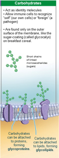 <p>Consists of sugars (carbohydrates sticking out of cell surface<br>Some sugars are attached<br>-Lipids (glycolipids)<br>-Proteins (glycoproteins)<br>Every cell type has different patterns<br>-Functions as markers for cell-to-cell recognition</p>