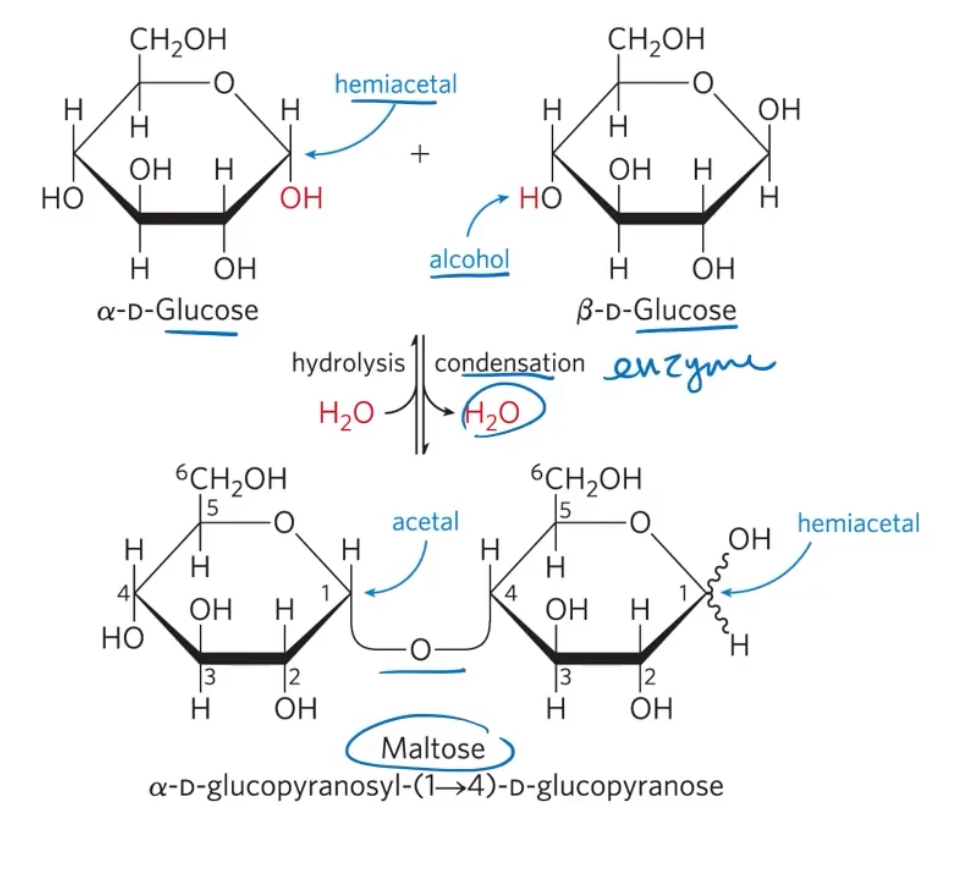 <p>a covalent linkage joining two monosacchartides. It is formed when a hydroxyl group of one sugar molecule reacts with the anomerc carbon of the other </p><p>The reducing end is the the end of a disaccharude or polysaccharide chain with a free anomeric carbon. Formation of a glycosidic bond renders a sugar nonreducing. </p>