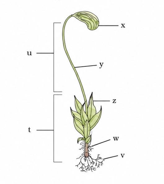 <p>Funaria (Mosses)</p>