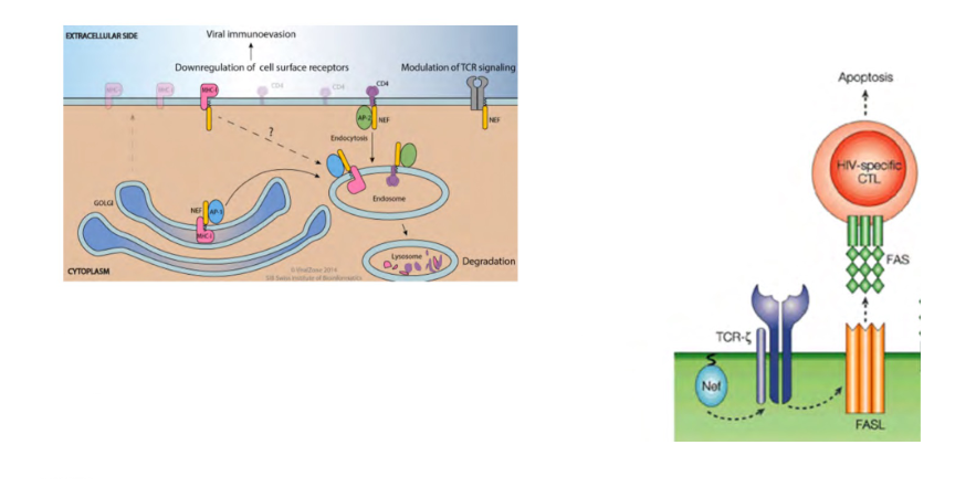 <p>HIV escapes immune response using multiple mechanisms</p>