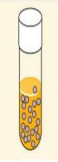 <p>Does not use oxygen for respiration but tolerates it'; growth is fairly uniform</p>