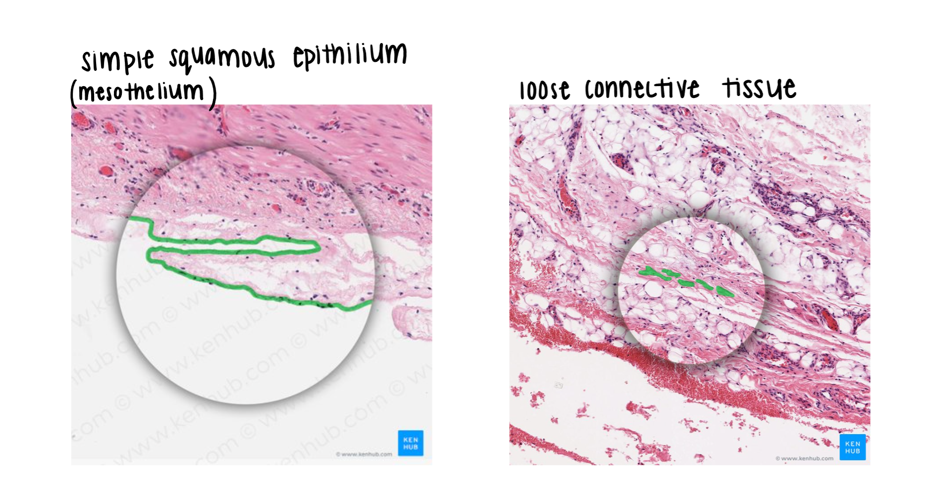 <p><strong>Simple squamous epithelium (mesothelium)</strong> and <strong>loose connective tissue</strong>.</p>