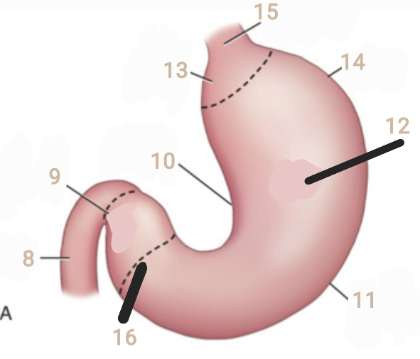 <p>Stomach Anatomy </p><p><strong>16</strong></p>