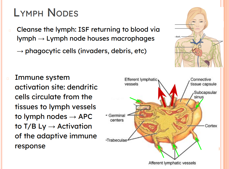 <p>Cleanse the lymph: ISF returning to blood via lymph → Lymph node houses macrophages → phagocytic cells (invaders, debris, etc)</p><p></p><p>Immune system</p><p>activation site: dendritic cells circulate from the tissues to lymph vessels to lymph nodes → APC to T/B Ly → Activation of the adaptive immune response</p>