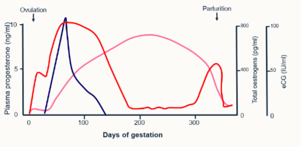 <p>Which hormone is which</p>