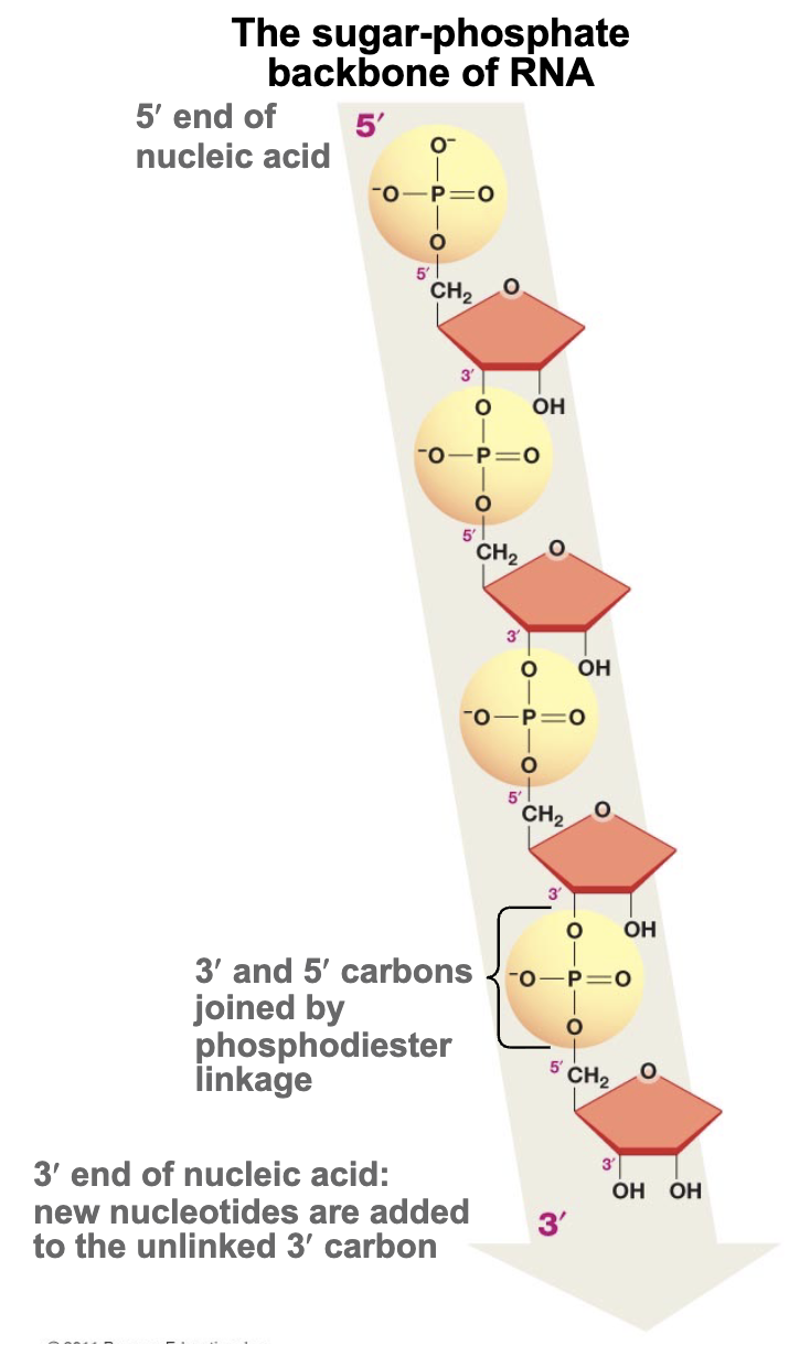 <p>Start with 5’ of the phosphate group & end with 3’ of the sugar (hydroxyl group part)</p>