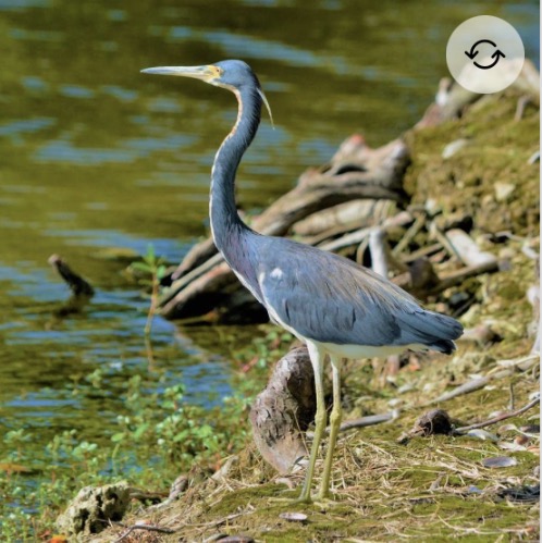 <p>Tricolored heron</p>