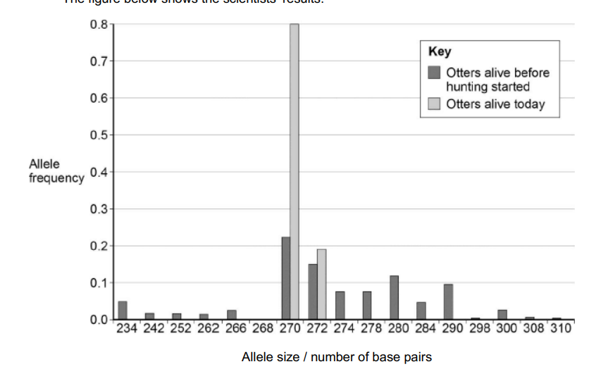 <p>Scientists investigated the effect of hunting on the genetic diversity of otters. Otters are animals that were killed in very large numbers for their fur in the past. The scientists obtained DNA from otters alive today and otters that were alive before hunting started. For each sample of DNA, they recorded the number of base pairs in alleles of the same gene. Mutations change the numbers of base pairs over time. </p><p>What can you conclude about the effect of hunting on genetic diversity in otters? Use data from the figure above to support your answer. (2) </p>