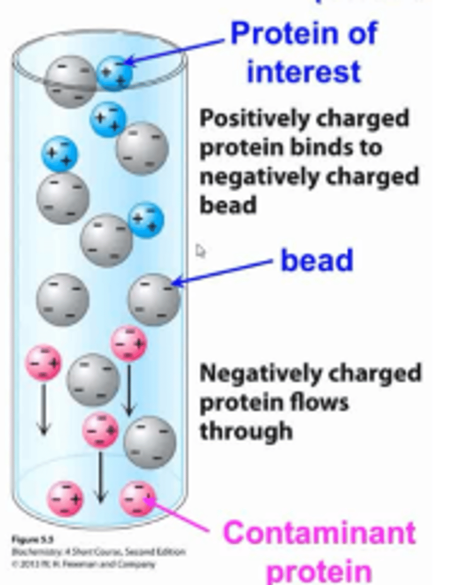 <p>Extraction of protein run the mobile phase through the stationary phase</p><p>Depending on afffinty of sample, different substances will migrate at different rates</p>