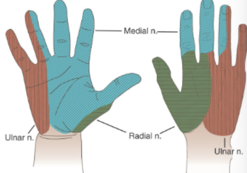 <p>Ulnar: 4th &amp; 5th digits</p><p>Median: Digits 1-3</p>