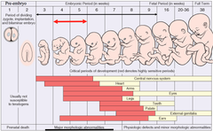<p>Organisms develop from the fertilized egg through a succession of developmental events, transforming the egg into an adult.</p>