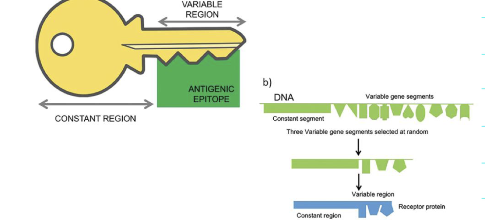 <p>antigenic epitope genetic recombination (lock, variable region)</p><p>BCR/B cells: stay in bone marrow (primary lymphoid ogran) </p><p>TCR/T cells: thymus (primary lymphoid organ)</p><p></p>