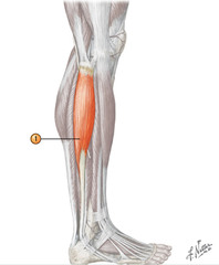 <p>plantar flexes and everts foot</p>