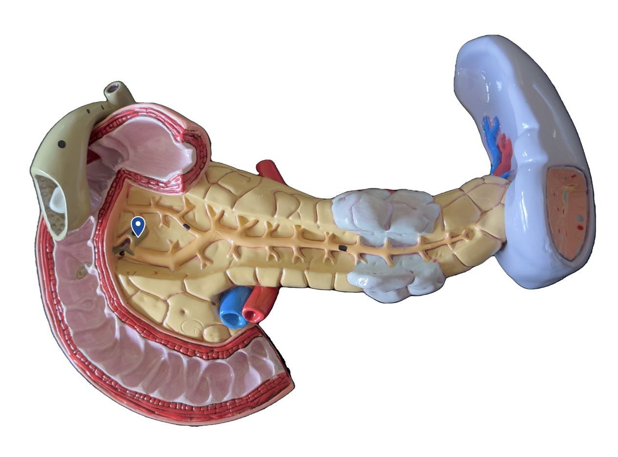 <p>Name this duct.</p>