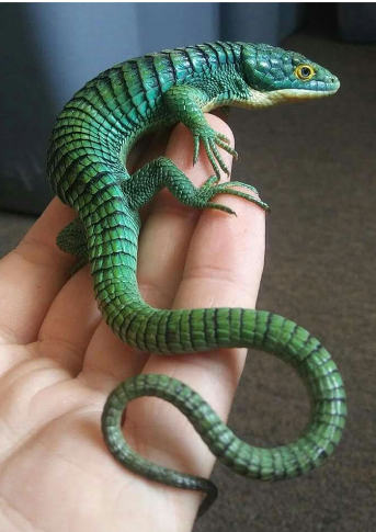 <p>Family: Anguidae</p>