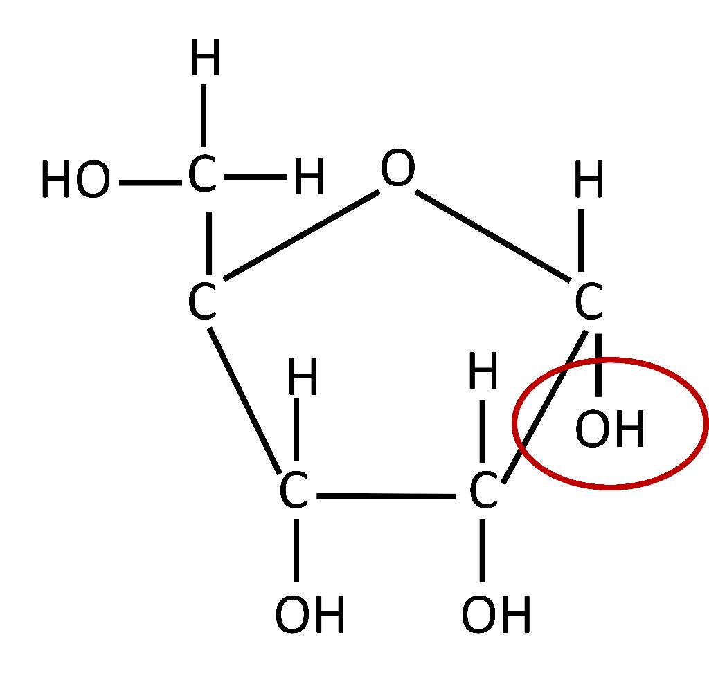 <p>Label the carbons on the ribose sugar. </p><p></p><p>Which carbon is the nucleotide base connected to?</p><p></p><p>Which carbon is the first phosphate connected to?</p><p></p><p>*Draw this out</p>