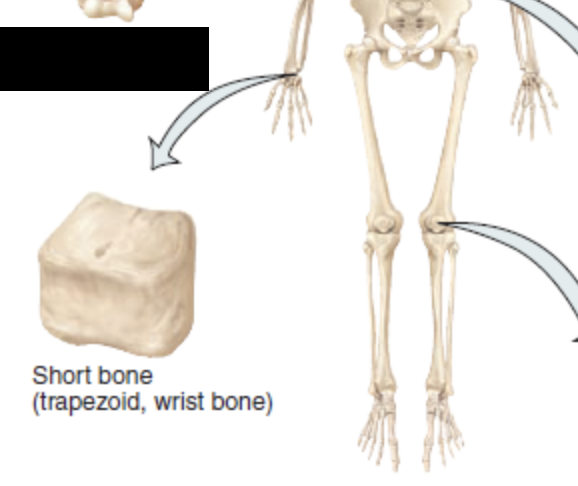 <p>Cube shaped; about as wide as they are long </p><ul><li><p>small carpal bone in wrist </p></li></ul><p></p>