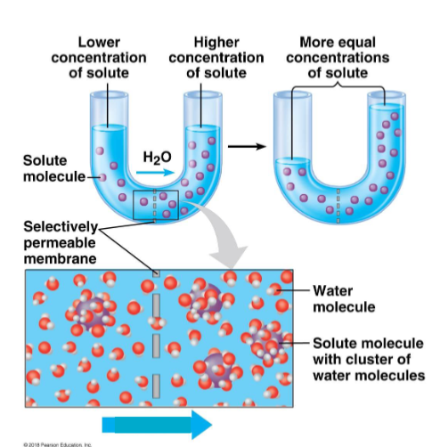 <p>Diffusion of water across a membrane. Water passes through the membrane until the concentration of a solute is equal on both sides</p>