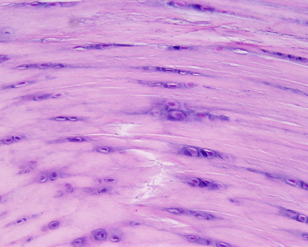 <p>Identifica el tejido</p>