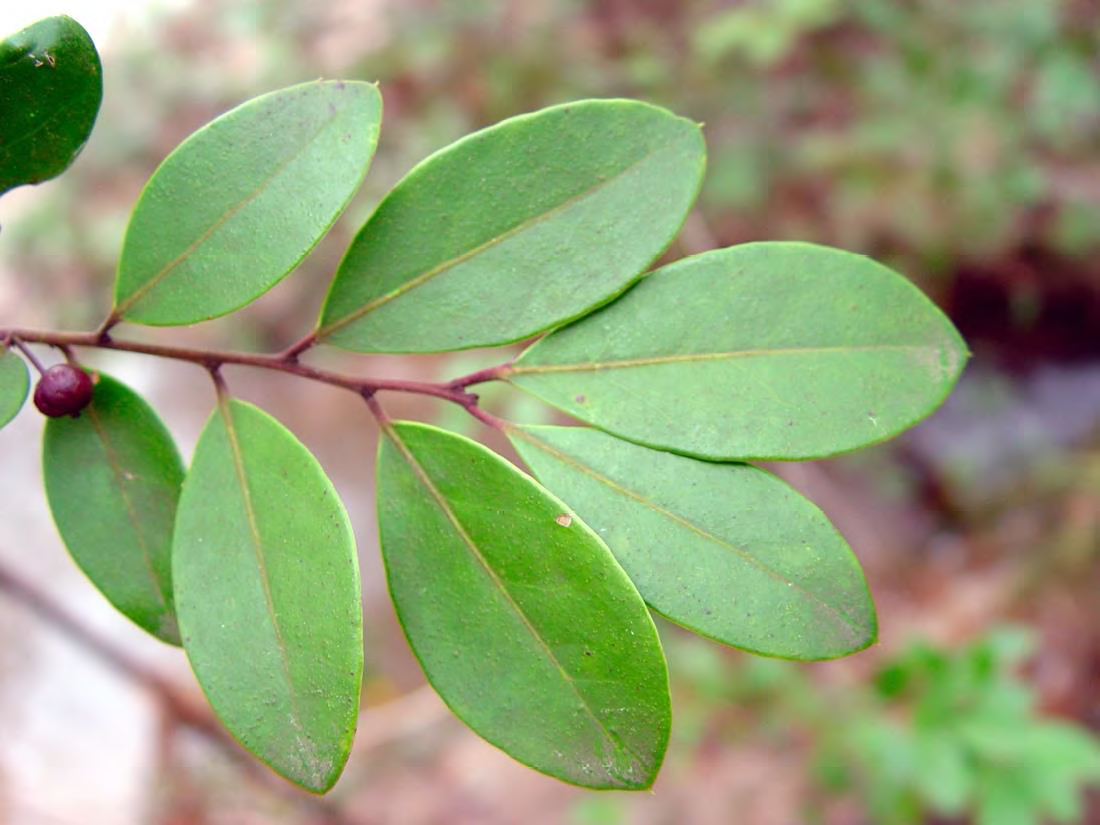 <p>•</p><p>Often near moist areas</p><p>•</p><p>Key Characters:</p><p>•</p><p>Few prickles on margins</p><p>•</p><p>Purple-maroon berries</p><p>•</p><p>Purple young twigs (but not always)</p>