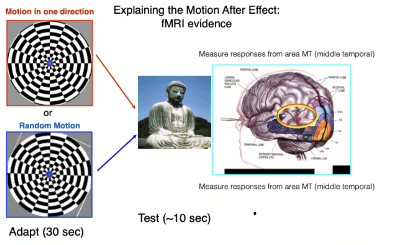 <ul><li><p>Motion directly measured</p></li><li><p>Motion processed at many different stages of visual processing, certain areas particularly sensitive </p></li><li><p><strong>MT (medial temporal area), V5, motion selective area</strong></p></li><li><p><span>Important for our conscious experience of motion</span></p></li><li><p><span>Many cells in the brain respond to motion but all of those cells send cells to this area, area MT</span></p></li></ul><p></p><ul><li><p><span>Compare two different conditions to see where in the brain the motion after effect is happening, what kind of responses do we see in a situation where there's no actual movement & yet we have this experience, our conscious experience is of movement</span></p></li><li><p><span>One condition participants adapting to motion in one direction (inward movement) then look at stationary image of Buddha</span></p></li><li><p><span> </span>In the second condition have random motion, neither inward or outward, flicker, random. Movement but not consistently in one condition</p></li><li><p><span>Would expect motion after-effect in condition at the top and NO motion aftereffect in the one at the bottom, since its random and not moving consistently in one way.</span></p></li><li><p>Compare how area MT responds to aftereffect for each condition & then look at statis Buddha image.<span> </span></p></li></ul><p></p>