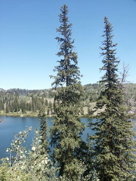 <p><span><span>Picea engelmannii</span></span></p>