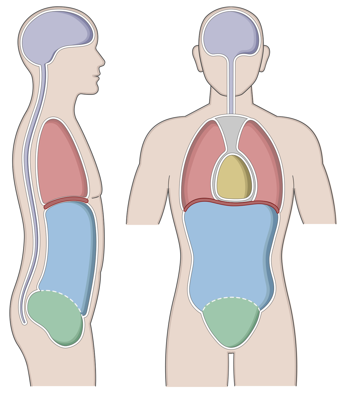 <p>ventral cavity</p>