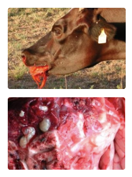 <ol><li><p>Abortion 10 - 14d later</p></li><li><p>Laminitis</p></li><li><p>Fungal rumenitis</p></li><li><p>Caudal vena cava syndrome</p><ol><li><p>Liver abscess → Lung abscess</p></li><li><p>Pulmonary embolic aneurysm</p></li><li><p>Fatal epistaxis</p></li></ol></li></ol><p></p>