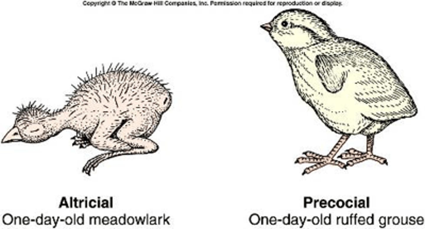 <p>Animals that are almost fully developed at birth, requiring little parental care after birth.</p>