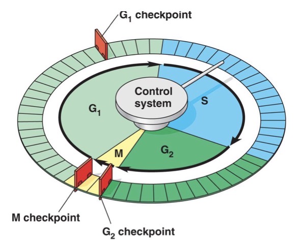 <p>Cell cycle control system</p>