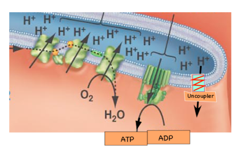 <p><em>Uncoupler proteins!</em> These allow the ETC to run faster by providing a second site for protons to exit the inner mitochondrial space, <strong><em>generating more heat without ATP.</em></strong></p>