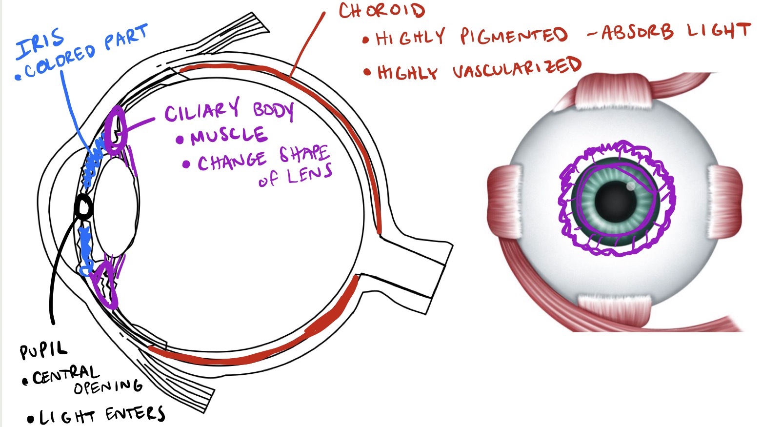 <ul><li><p><span style="color: rgb(244, 15, 15);"><strong>Choroid:</strong></span></p><ul><li><p><span style="color: rgb(244, 15, 15);">Highly pigmented - absorbs light</span></p></li><li><p><span style="color: rgb(244, 15, 15);">Highly vascularized </span></p></li></ul></li><li><p><span style="color: rgb(163, 79, 239);"><strong>Ciliary body:</strong></span></p><ul><li><p><span style="color: rgb(163, 79, 239);">Muscle</span></p></li><li><p><span style="color: rgb(163, 79, 239);">Change shape of lens</span></p></li></ul></li><li><p><span style="color: rgb(76, 60, 253);"><strong>Iris:</strong></span></p><ul><li><p><span style="color: rgb(76, 60, 253);">Colored part</span></p></li><li><p><strong>Pupil:</strong></p><ul><li><p>Central opening</p></li><li><p>Light enters</p></li></ul></li></ul></li></ul><p></p>