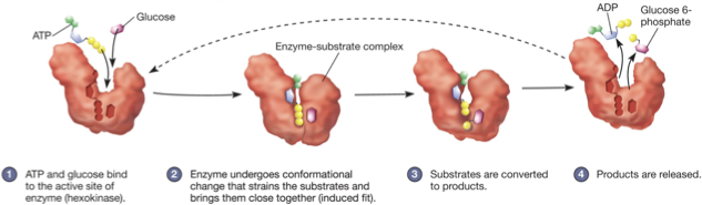 <ul><li><p>increasing concentrations of substances at active or catalytic site</p></li><li><p>orienting substrates properly</p></li><li><p>induced fit model for enzyme substrate interaction</p></li></ul><p></p>