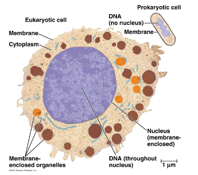 <ul><li><p>both have:</p><ul><li><p>plasma membrane</p></li><li><p>cytosol</p></li><li><p>DNA</p></li><li><p>RNA</p></li><li><p>protein and ribosomes</p></li></ul></li><li><p>eukaryotic cells have membrane-bound organelles and are much larger</p></li><li><p>prokaryote cells lack a membrane-bound nucleus</p></li></ul><p></p>