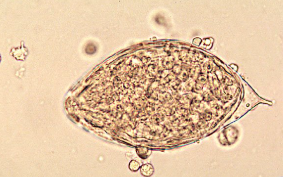 <p><span style="background-color: rgba(0, 0, 0, 0); line-height: 19.7625px;">What is the species in this photo?</span></p>