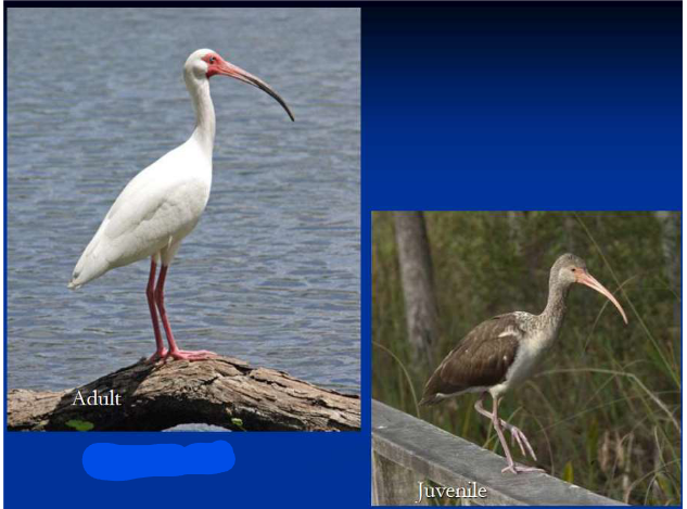 <p>What is the Order, Family, and Common name of this vertebrate?</p>