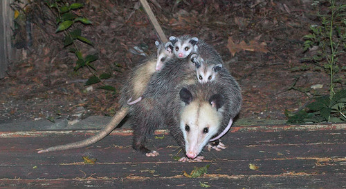 <p>American opossum and opossums</p><ul><li><p>North and South America</p></li></ul><ul><li><p>polyprotodont</p></li><li><p>polydactylus</p></li></ul><p></p>