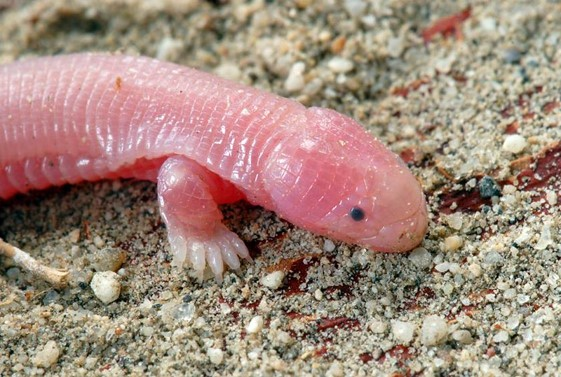 <p>What is <span><u>unusual </u></span>about Five-toed Worm Lizard <em>Bipes&nbsp;biporus </em>with respect to evolution of body elongation and limb reduction?</p>