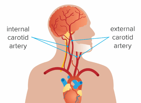 <p>The carotid artery</p>